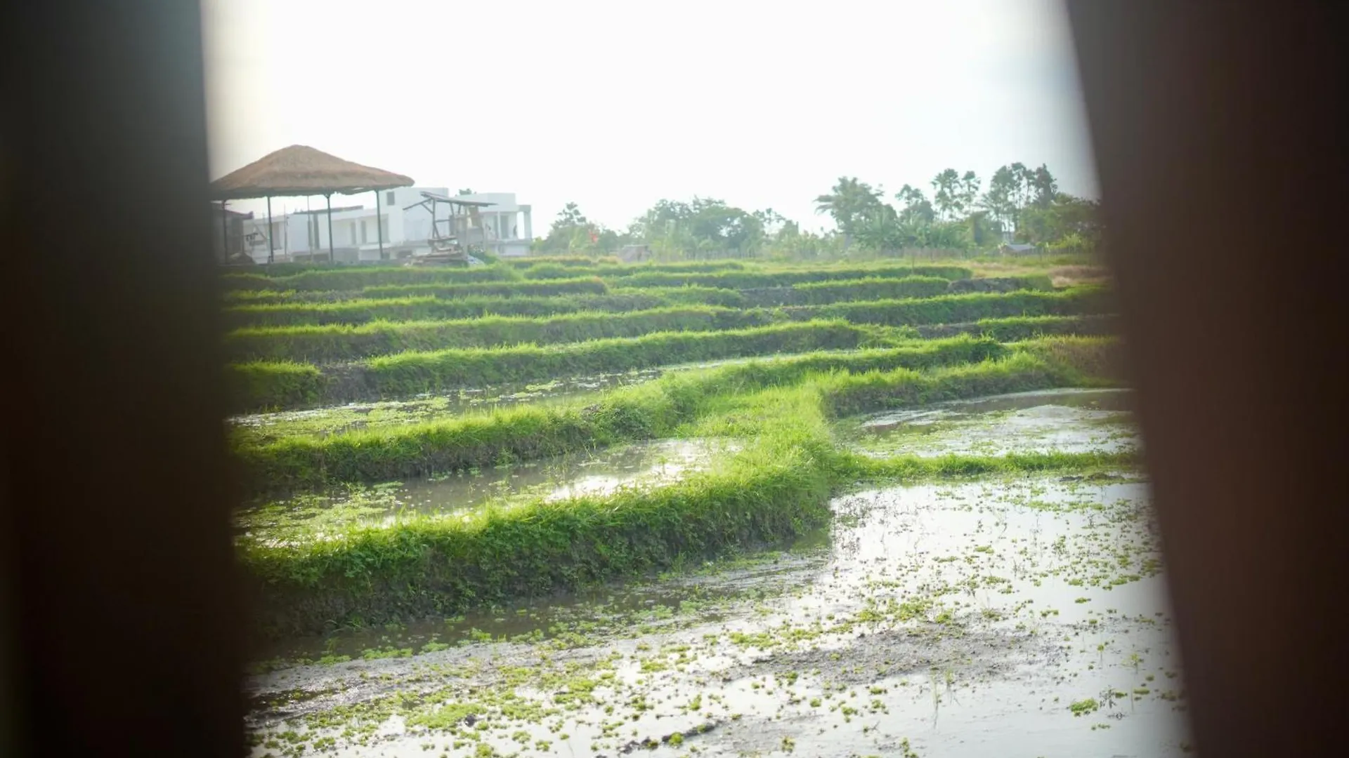 Villa In Seminyak Villa Mitra Dua Ricefield View Relax Kerobokan